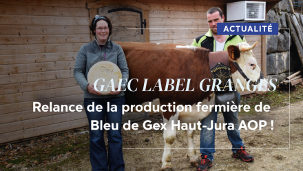 Bleu de Gex Haut Jura, GAEC, Fromage, Bleu de Gex fermier